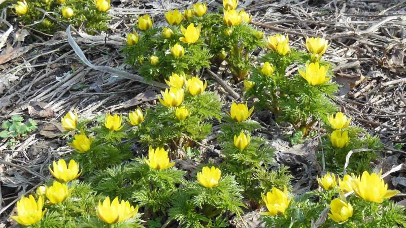 雪解けの黒土に咲く、満開の福寿草の群生