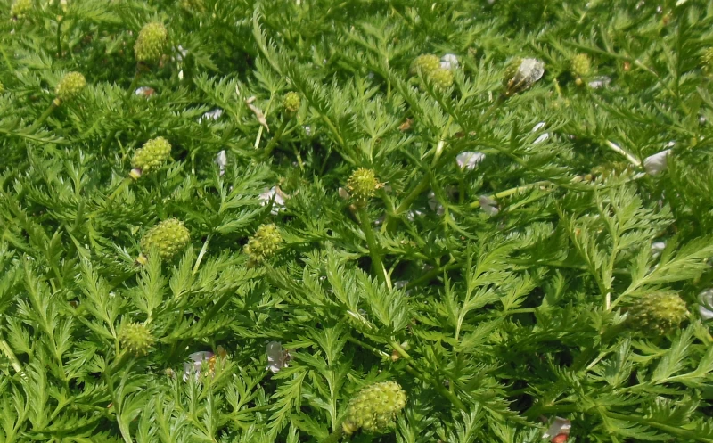 一面に広がる福寿草の緑色の蕾と葉の群生