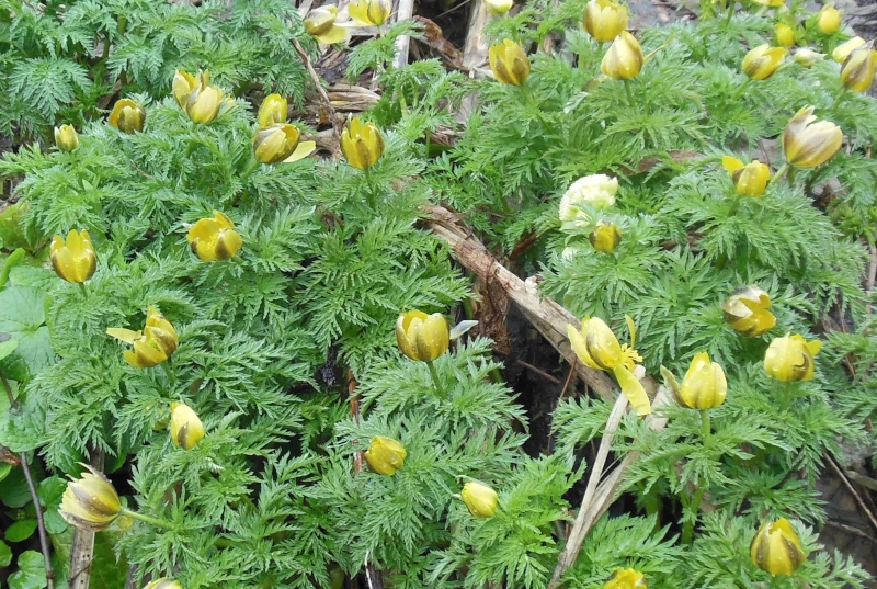 曇天で花が閉じた福寿草