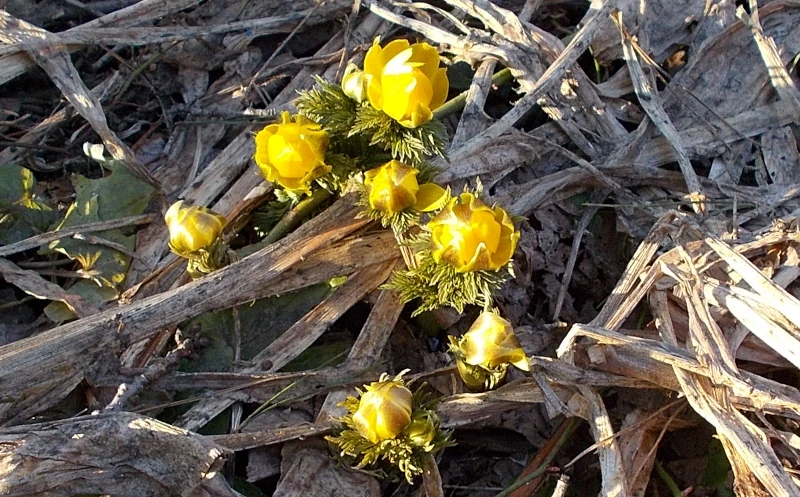 枯れ葉の中で開花途中の福寿草の群生