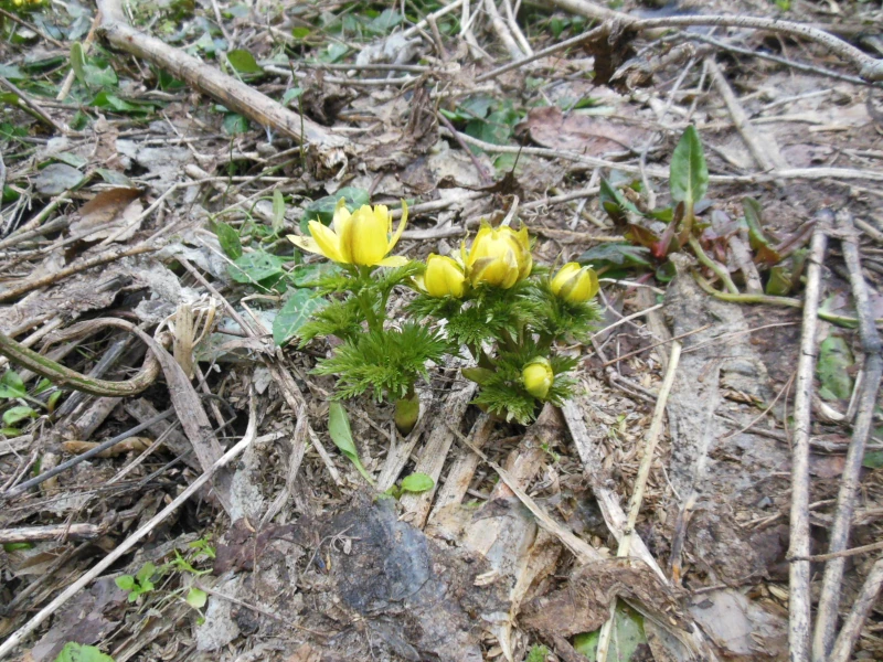 自然環境下の落ち葉の中から咲く複数の福寿草