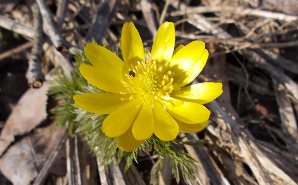 黄色い福寿草の花の中心部にいる小さな黒い虫