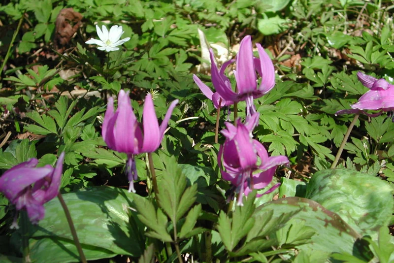 カタクリの花