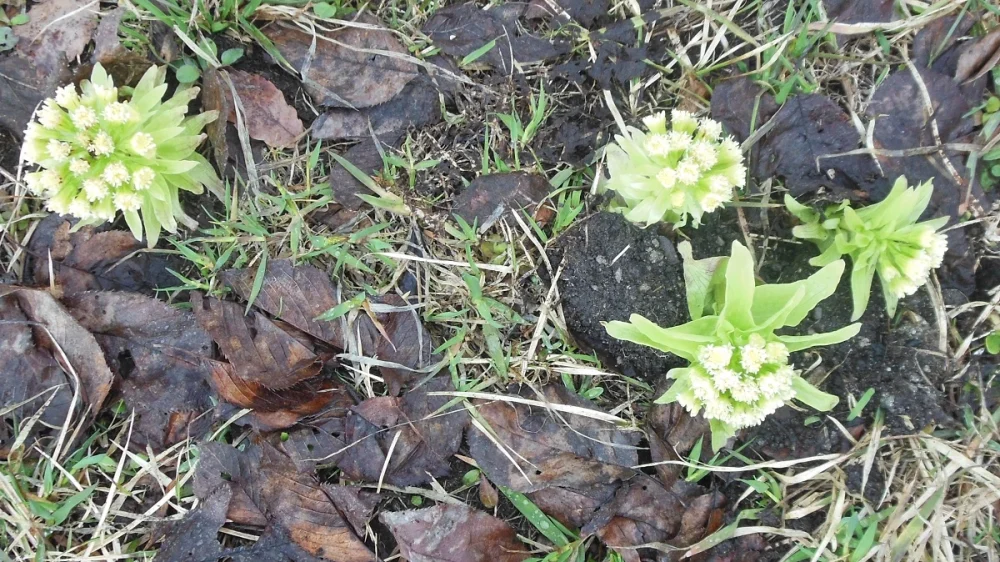 土手から芽吹くフキノトウ（ばっけ）の群生