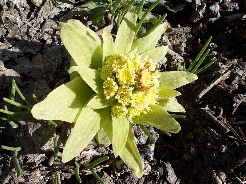 フキノトウ（ばっけ）の雄花。黄色く密集した花びらが特徴。