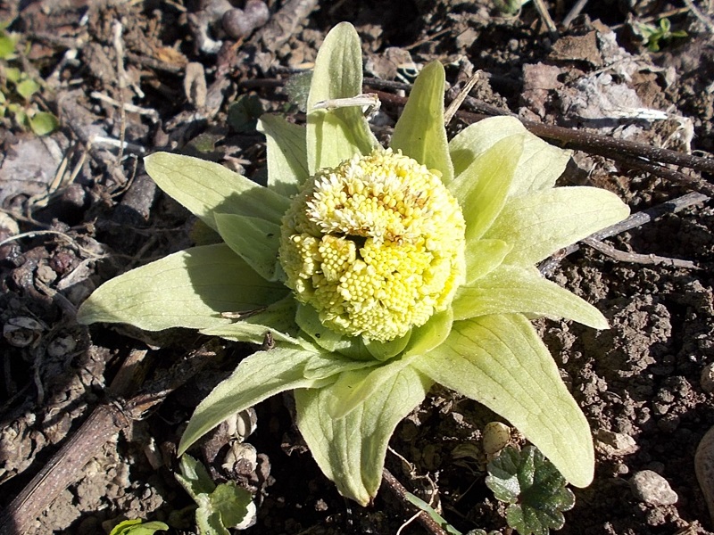 フキノトウ（ばっけ）の雌花。白っぽく、花に隙間があるのが特徴。