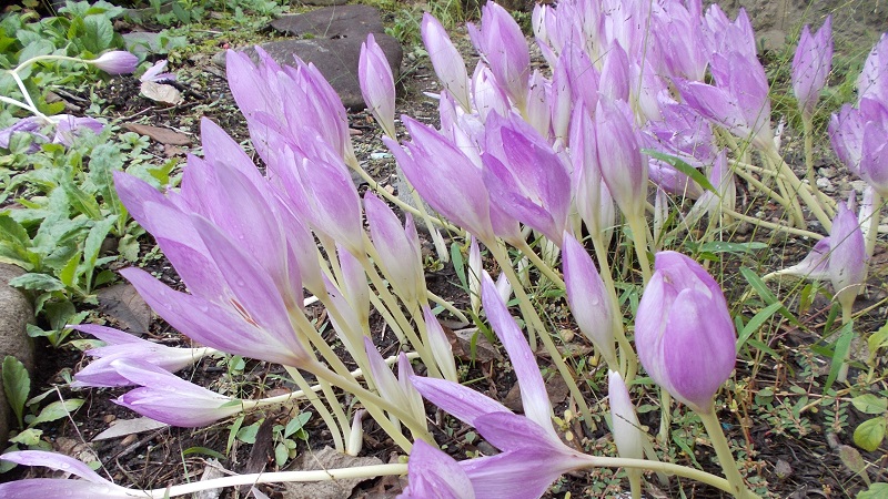 美しい薄紫色のコルチカム（イヌサフラン）の花が咲き誇る様子