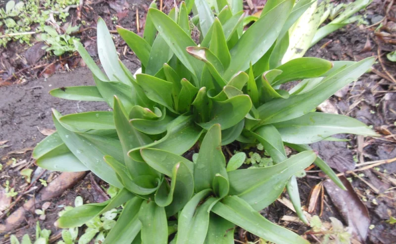 地面から伸びる、幅広く艶のある緑色のイヌサフラン（コルチカム）の葉の群生