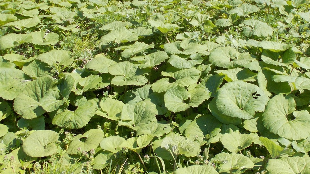 初夏の野原一面に広がる大きなふきの葉