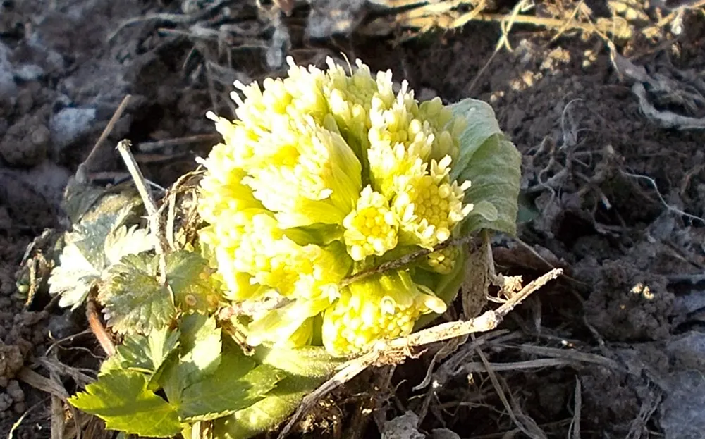 ばっけ雄花