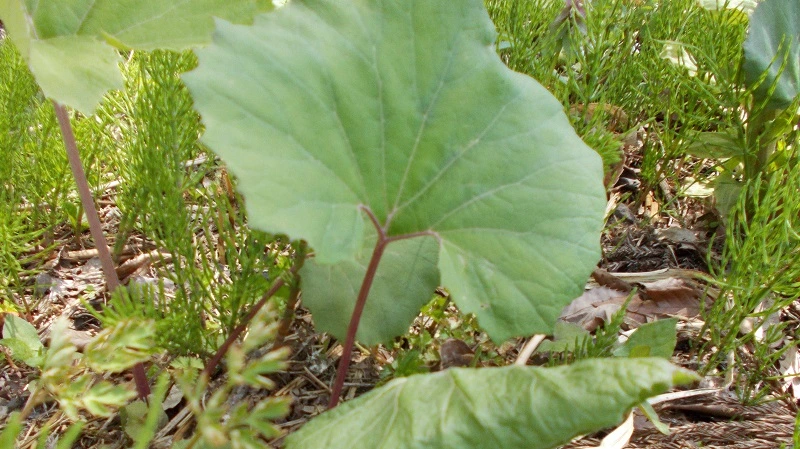 自生するふきの葉（フキ、蕗）のクローズアップ