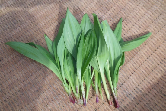 根元が赤紫色の行者にんにく（アイヌネギ）の若葉