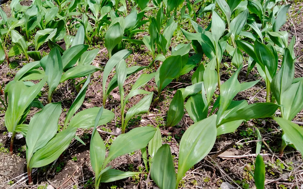 群生して元気に育っている行者にんにくの畑
