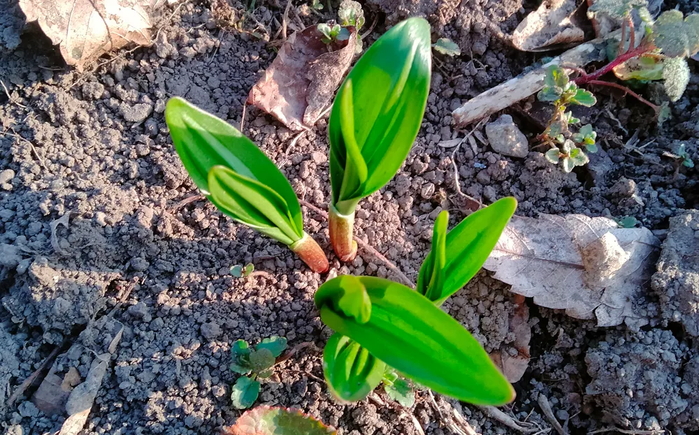 行者にんにくは地際の茎が赤い