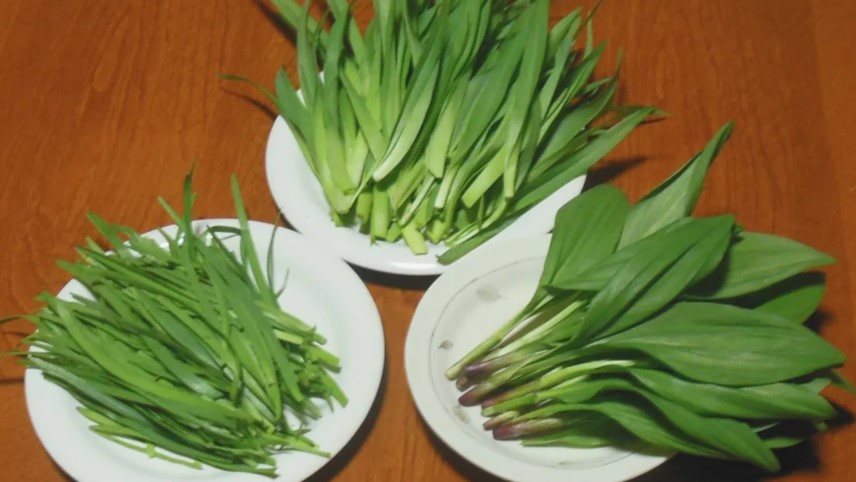食用のニラ、カンゾウ、行者にんにくの比較写真。山菜の見分け方。