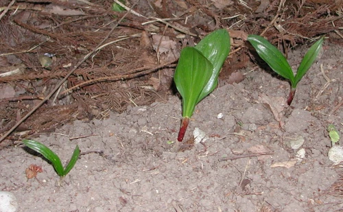 植え付け後の行者にんにく