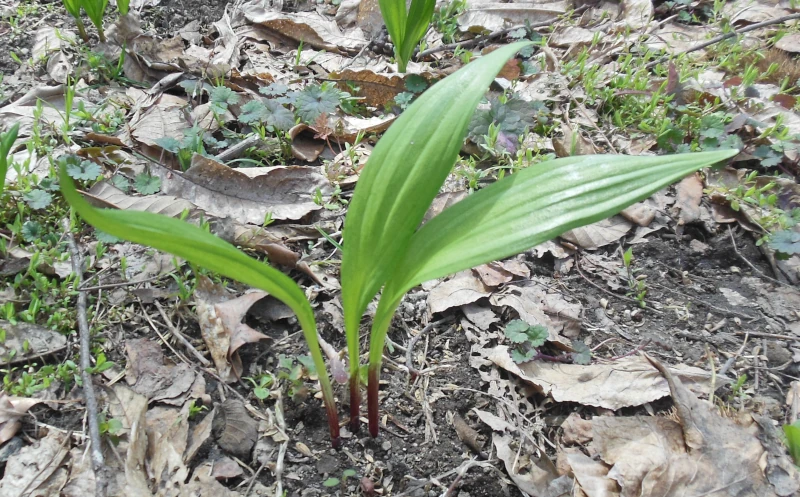 土から顔を出したばかりの若い行者にんにく3本。成長途中の様子。