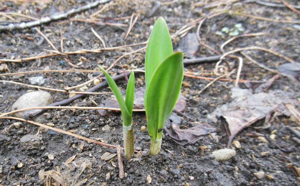 大きさの違う2本の行者にんにくの新芽。小さい株も成長すれば大人になります。