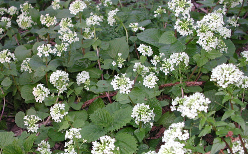 山わさびの花