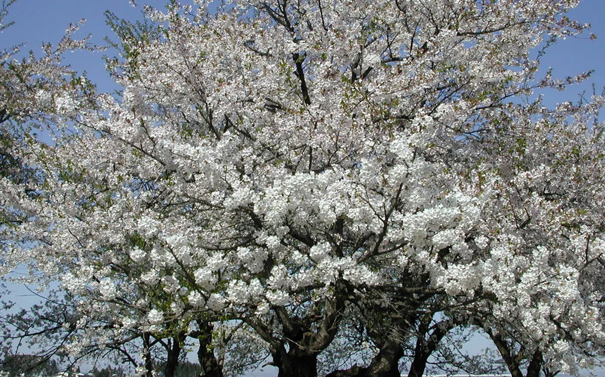 満開の桜