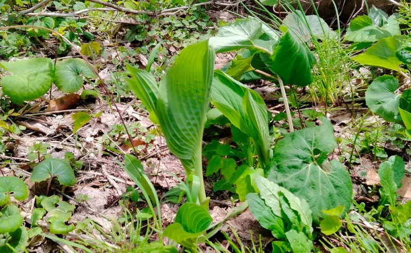 オオバギボウシ（地方名ウルイ）