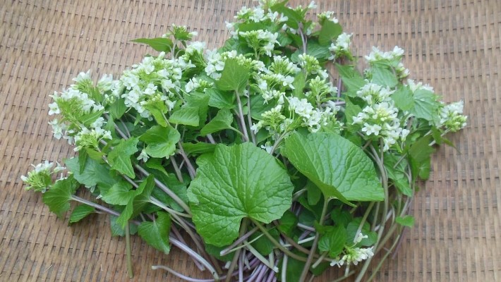 収穫したばかりの瑞々しい花わさびと葉わさびが山盛りにされたザル。