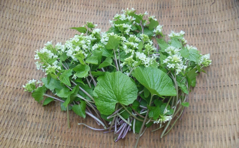 採取後の花わさび