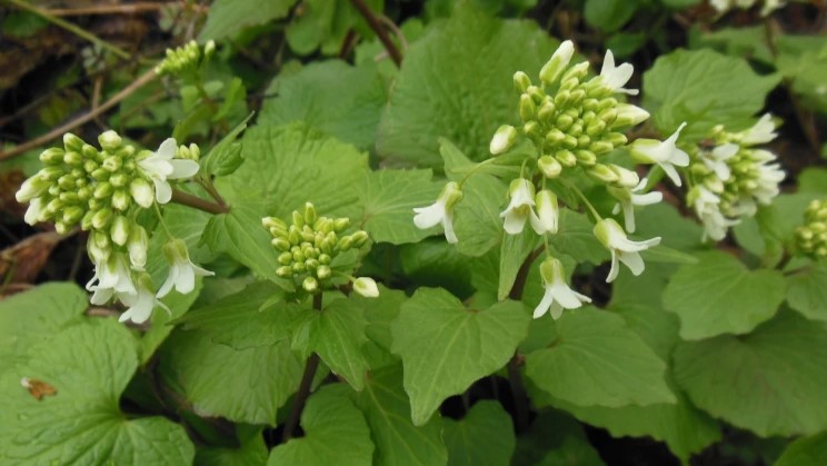 花が開き始めた状態の花わさびの接写。