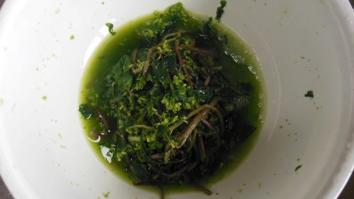 白いボウルに山盛りになった、塩揉みされて色が濃くなった花わさび