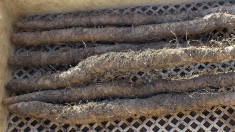 収穫されたばかりの泥付き長芋（自然薯）。白い収穫ケースに並ぶ力強いyamanoimo。