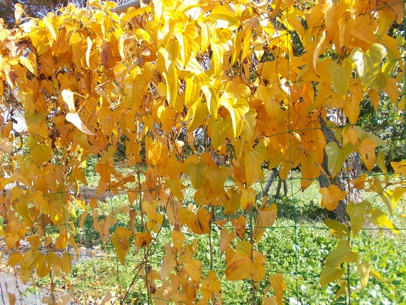 黄葉（こうよう）したナガイモ畑の様子。冬の休眠期に入る直前の風景