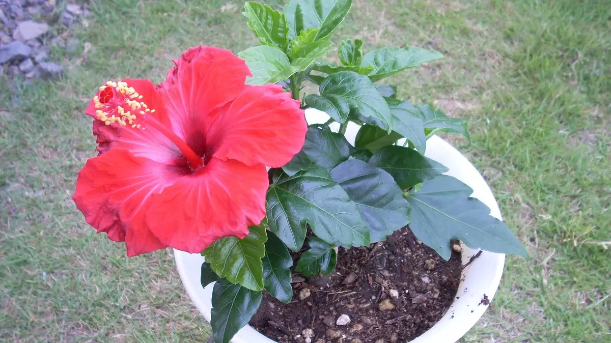 鉢に植えたハイビスカスの花
