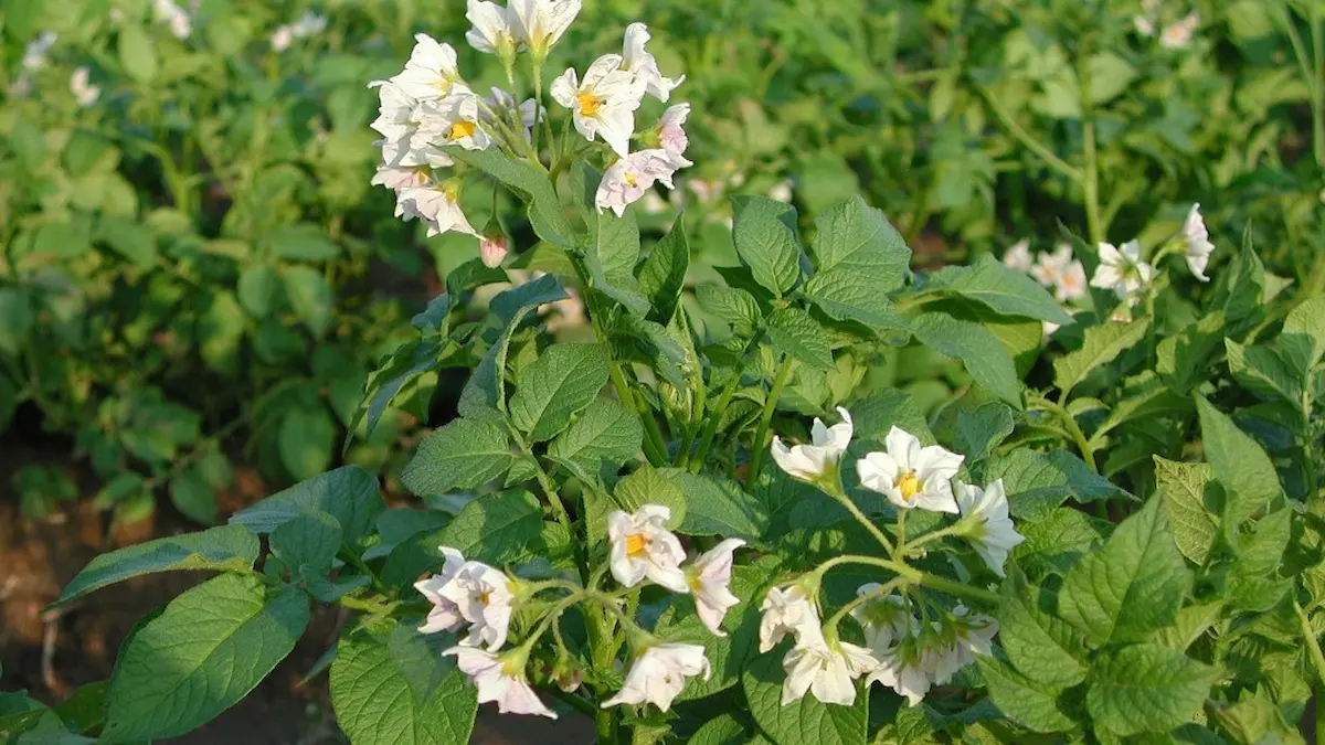 満開のジャガイモの花たち