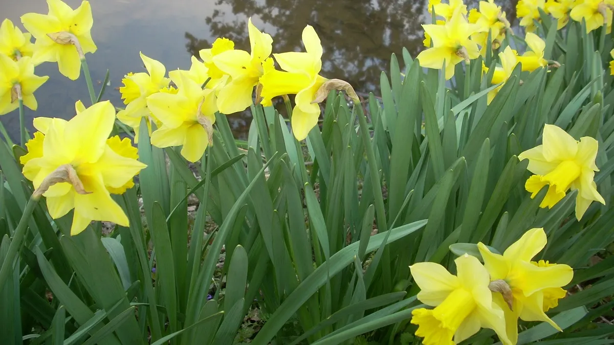 水辺に咲く、ラッパスイセンの群生した花