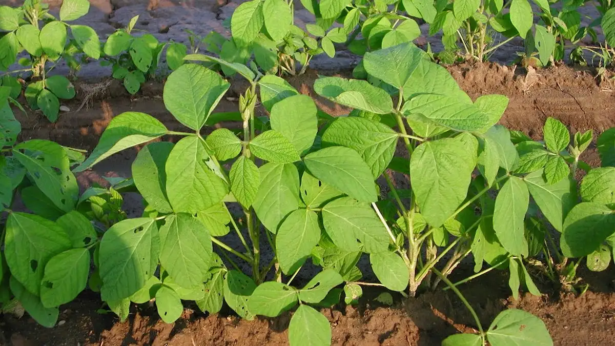 畑で栽培されている若々しい枝豆の株