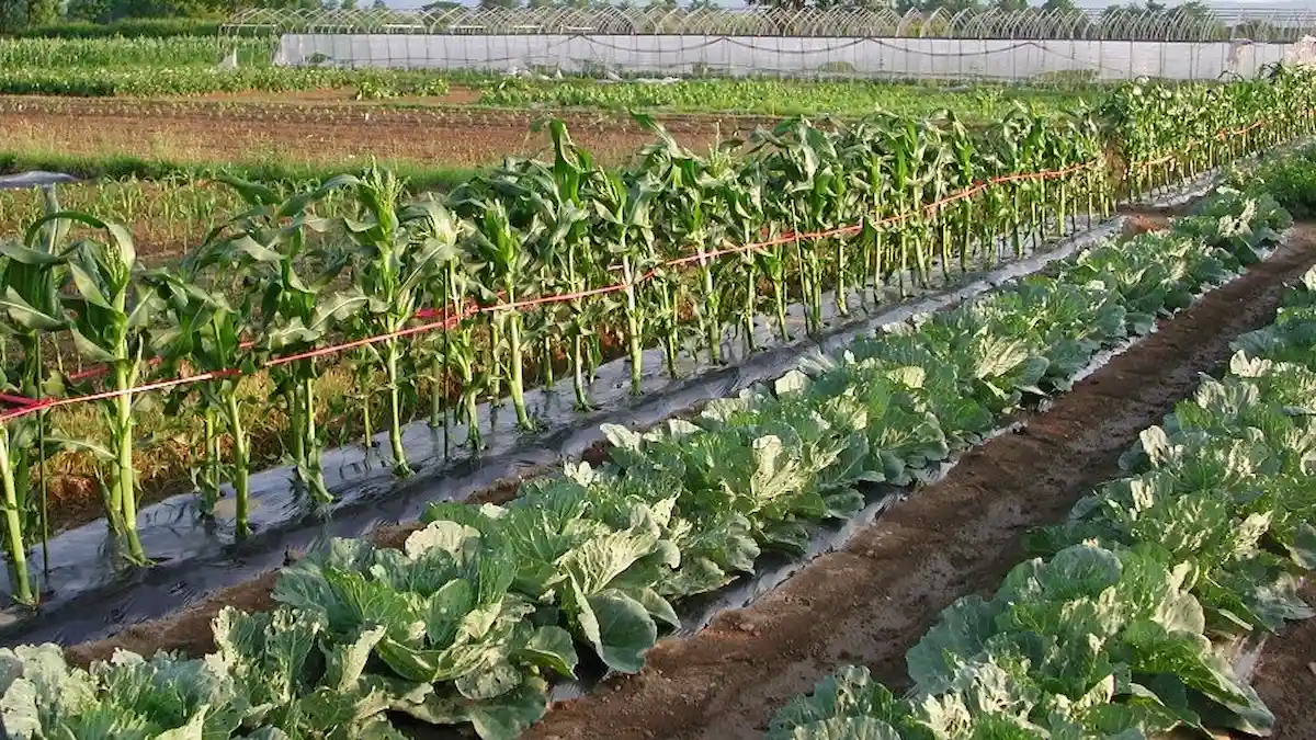 日当たりの良い畑の畝（うね）に、背の高いトウモロコシと、葉を広げるキャベツが黒マルチの上で一列に並んで育つ風景