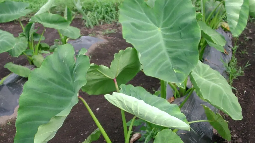日当たりの良い畑の畝（うね）で、元気に育つ大きな緑色のサトイモの葉